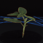 盆栽植物二維數字表型采集分析系統