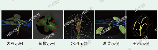 植物數字表型采集分析系統—高通量、高精度，植物表型測量理想之選!